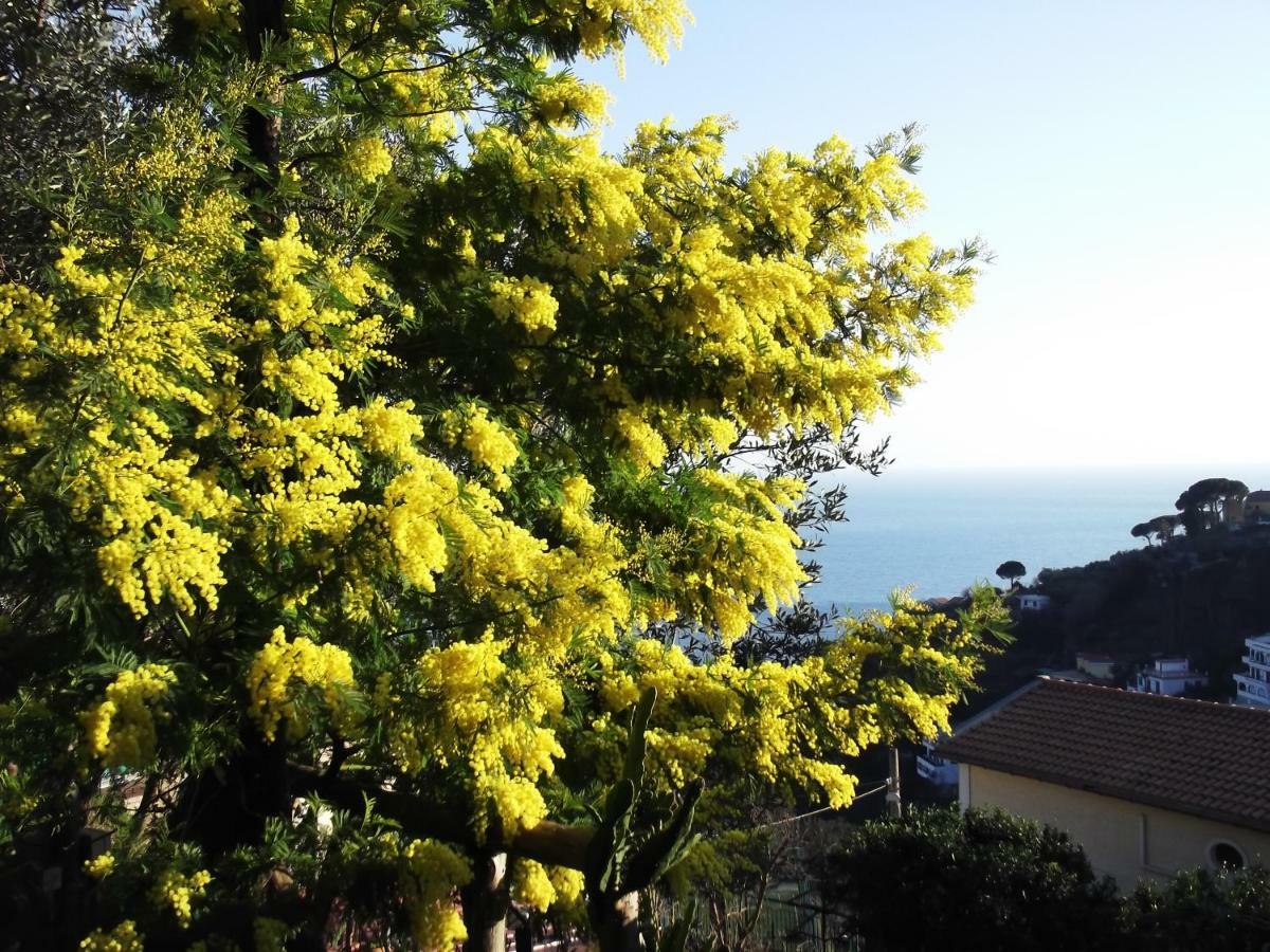 Le Mimose Villa Vietri Екстериор снимка